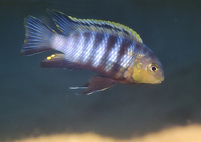 Tropheops sp. 'chinyankwazi' Chinyankwazi Island